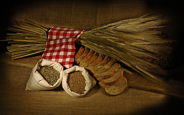 포토 JPG 해외이미지 백그라운드 함께함 건강 옥수수 사람 사람없음 가로 농작물 금지 흰색 시골 신선 그룹 중앙 시리얼 밀 먹기 오브젝트 슛 바둑 덩어리 번 해외포토 음식 빵 컬러 컨셉 농업 모션 놀이 곡류 파일형식 이미지허브