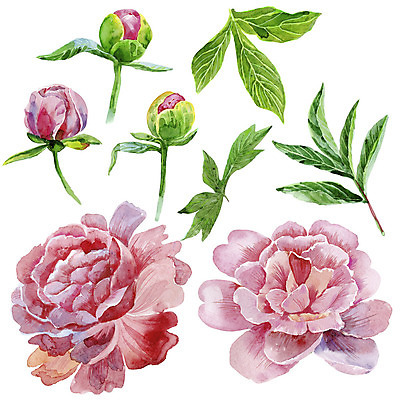 JPG 해외이미지 꽃 분홍색 잎 일러스트 사람없음 초록색 세트 꽃봉오리 엘리먼트 작약 해외일러스트 식물 컬러 파일형식 이미지허브