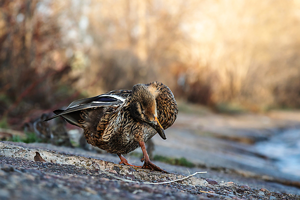 포토 JPG 해외이미지 야생동물 발 오리 서기 사람없음 갈색 머리 걷기 산책 가장자리 널 땅 깃털 부리 청둥오리 물갈퀴 양발 해외포토 동물 컬러 모션 조류 휴식 신체부위 둘레 파일형식 이미지허브