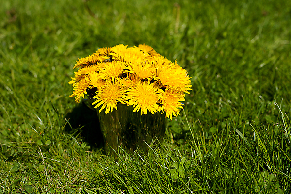 포토 JPG 해외이미지 주간 화분 자연 사람없음 야외 민들레 담기 해외포토 자연요소 꽃 모션 생태계 파일형식 이미지허브