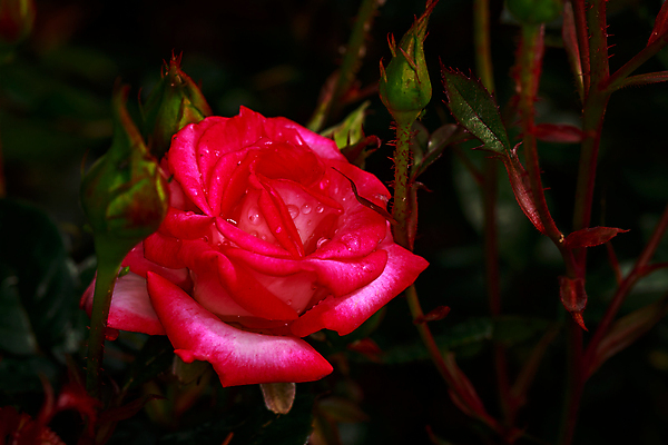 포토 JPG 해외이미지 꽃 산업 농업 자연 사람없음 야외 가로 컬러풀 한개 장미 봄 닫기 원예 카피스페이스 해외포토 식물 1 계절 컬러 모션 취미 공백 생태계 파일형식 이미지허브