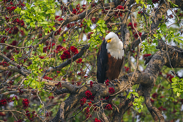 포토 JPG 해외이미지 주간 야생동물 국립공원 사람없음 야외 독수리 흰머리독수리 해외포토 자연요소 동물 공원 조류 파일형식 이미지허브