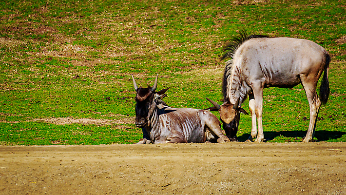 포토 JPG 해외이미지 동물 야생동물 북아메리카 포유류 자연 사람없음 야외 가로 컬러풀 미국 영양 캘리포니아 초식 해외포토 컬러 아메리카 생태계 파일형식 이미지허브