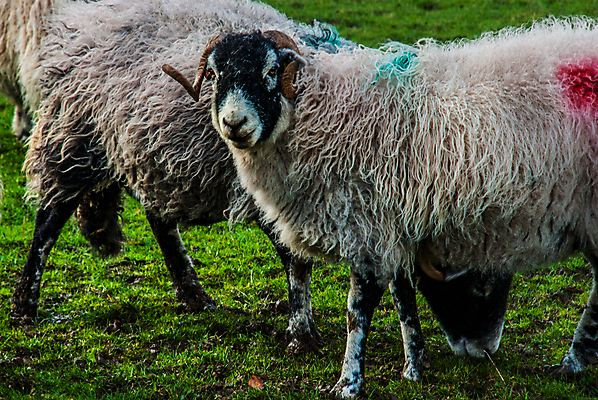 포토 JPG 해외이미지 동물 응시 자연 사람없음 야외 농장 흰색 양 양자리 양고기 해외포토 시선 컬러 농업 포유류 육류 별자리 생태계 파일형식 이미지허브