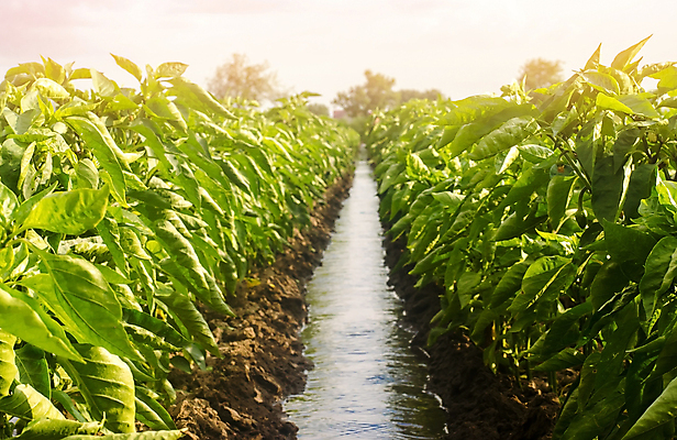 포토 JPG 해외이미지 전통 계절 음식 농업 채소 자연 파프리카 건강 풍경 사람없음 초록색 물 여름 농작물 농장 농경지 흙 수확 성장 종 절약 달콤 땅 물주기 유기농 원예 지역 후추 분열 돌봄 방법 밭일 불가리아 채널 파종 세련 해외포토 자연요소 웰빙 산업 컬러 컨셉 모션 취미 농사 맛 향신료 생태계 파일형식 남유럽 이미지허브