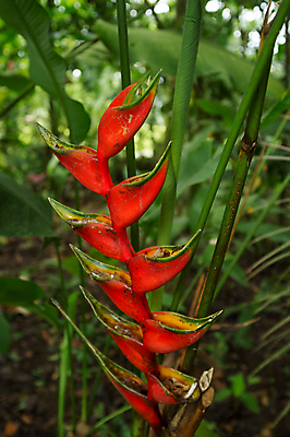 포토 JPG 해외이미지 식물 꽃 백그라운드 잎 사람없음 빨간색 세로 컬러풀 벚꽃 열대우림 코스타리카 해외포토 컬러 중앙아메리카 숲 파일형식 이미지허브