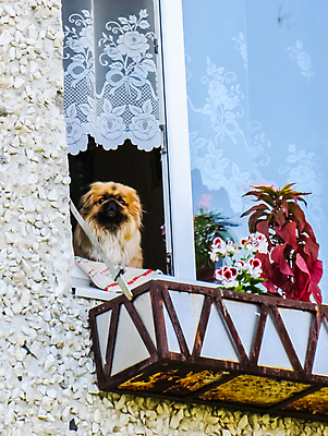 포토 JPG 해외이미지 동물 1 응시 얼굴 백그라운드 크리스마스 창문 주택 프레임 털 앉기 사람없음 장식 반려동물 갈색 쌓기 문 검은색 분노 흰색 오픈 기다림 황금 개 강아지 치아 위험 작음 큼 모피 혀 송곳니 기르기 옛날 유래 해외포토 시선 기념일 감정 컬러 컨셉 포유류 모션 건물 신체부위 입 소화기관 크기 돌봄 파일형식 이미지허브