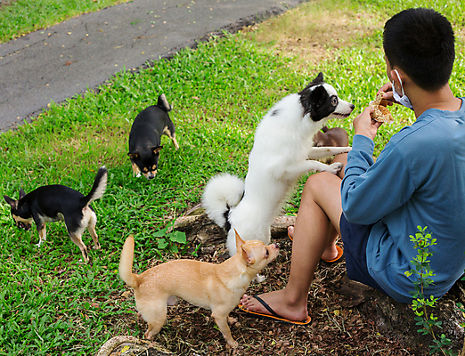 포토 JPG 해외이미지 동물 손 공원 행복 어린이 백그라운드 밭 공 자연 놀이 함께함 사랑 소년 사람없음 야외 빨간색 초록색 반려동물 달리기 조깅 노란색 점프 검은색 산책 기쁨 게임 흰색 개 강아지 숲 속도 송곳니 해외포토 공공시설 남자 감정 컬러 컨셉 농업 포유류 모션 휴식 사람 신체부위 운동 치아 생태계 파일형식 이미지허브