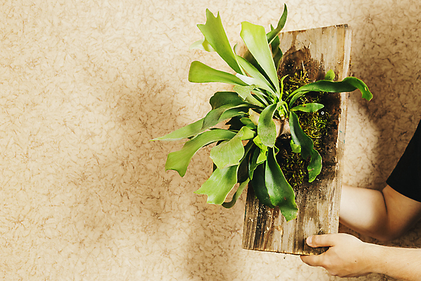 포토 JPG 해외이미지 식물 남자 화초 줄 잎 자연 산 관리 이끼 사람없음 목재 장식 초록색 갈색 정원 성장 덮개 잡기 준비 원예 내추럴 명패 양치류 이국적 해외포토 나무 컬러 재료 모션 사람 취미 뚜껑 생태계 파일형식 이미지허브