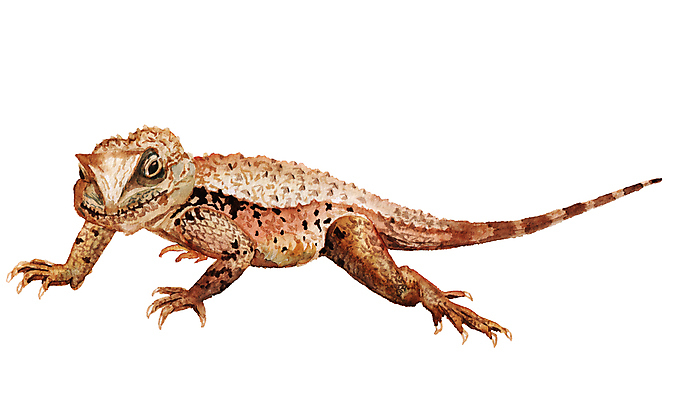 포토 JPG 해외이미지 동물 척추동물 1 야생동물 일러스트 파충류 자연 생물 산 미술 동양인 사람없음 그래픽 반려동물 컬러풀 갈색 페인트 흰색 용 신비 스케치 싱글 눈금 도마뱀 손그림 이구아나 마법 고립 동물상 발톱 이국적 현실 해외일러스트 컬러 컨셉 발 문화예술 인종 조형물 생태계 파일형식 이미지허브