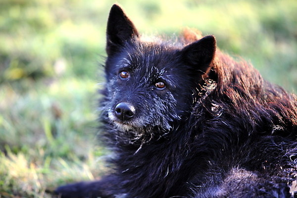 포토 JPG 해외이미지 동물 1 응시 생물 앉기 사람없음 반려동물 갈색 검은색 마음 최고 오픈 개 리트리버 혀 가득함 사냥개 슛 노숙자 기르기 복종 옛날 유래 해외포토 시선 컬러 포유류 모션 입 돌봄 파일형식 이미지허브