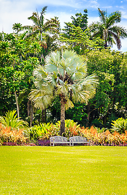 포토 JPG 해외이미지 주간 벤치 하늘 잔디 초원 사람없음 야외 여름 야자수 맑음 여름풍경 해외포토 자연요소 나무 식물 계절 의자 날씨 풍경 파일형식 여름_계절 이미지허브