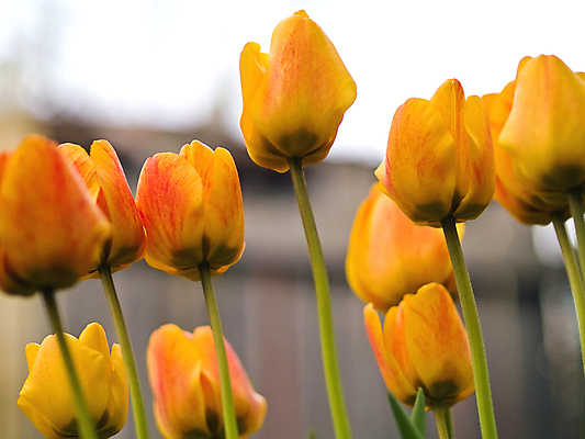 포토 JPG 해외이미지 식물 계절 꽃잎 꽃 줄기 백그라운드 꽃무늬 오렌지 사람없음 빨간색 초록색 컬러풀 노란색 정원 봄 활발 낭만 튤립 벚꽃 신선 소프트포커스 배열 꽃집 네덜란드 블러 해외포토 유럽 컬러 컨셉 무늬 과일 촬영기법 상점 파일형식 이미지허브