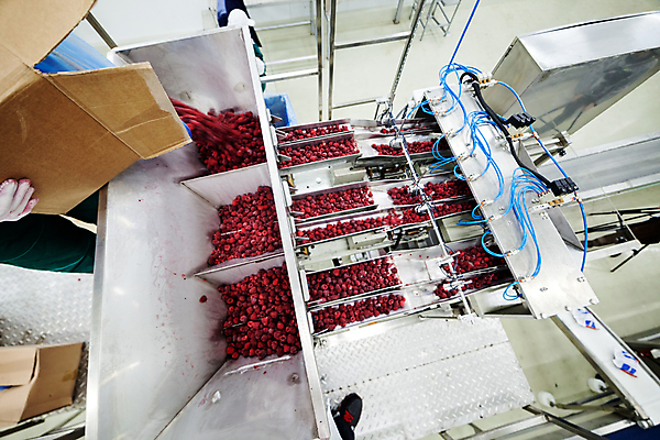 포토 JPG 해외이미지 손 공장 신체부위 상자 냉동 기계 붓기 제조 산딸기 분류 식품공장 냉동식품 해외포토 음식 과일 공업 모션 사람 파일형식 이미지허브