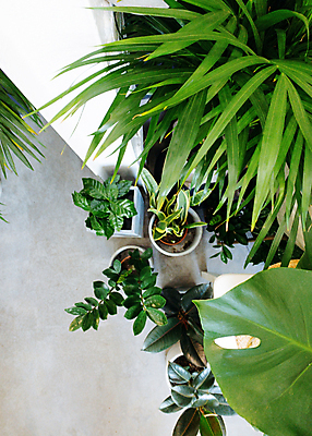 포토 JPG 해외이미지 나무 식물 디자인 꽃 화분 화초 백그라운드 잎 꽃무늬 패턴 자연 주택 실내 사람없음 내부 장식 초록색 정원 봄 성장 흰색 나뭇가지 신선 냄비 유기농 원예 내추럴 고립 심기 이국적 해외포토 웰빙 계절 컬러 무늬 모션 취미 건물 솥 생태계 파일형식 이미지허브