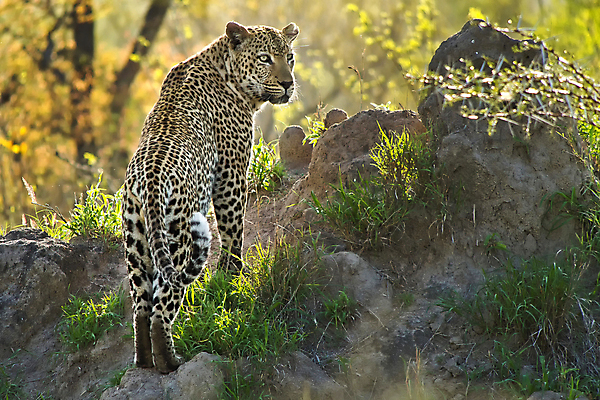 포토 JPG 해외이미지 주간 한마리 응시 야생동물 자연 사람없음 야외 아웃포커스 햇빛 맹수 표범 남아프리카 보츠와나 해외포토 자연요소 동물 1 시선 포유류 아프리카 촬영기법 태양 생태계 파일형식 이미지허브