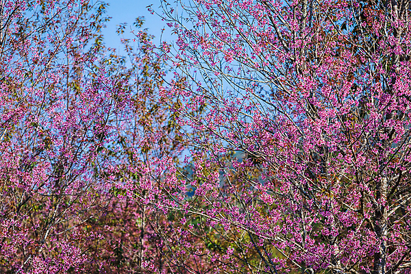 포토 JPG 해외이미지 나무 식물 계절 공원 꽃잎 꽃 아시아 분홍색 여행 백그라운드 잎 겨울 꽃무늬 태국 자연 하늘 건강 사람없음 야외 장식 초록색 파란색 컬러풀 뷰티 정원 일본 봄 낭만 벚꽃 흰색 나뭇가지 신선 개화 체리 내추럴 해외포토 공공시설 나라 컬러 컨셉 무늬 과일 생태계 파일형식 이미지허브