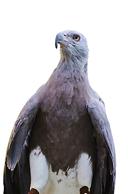 포토 JPG 해외이미지 동물 1 야생동물 자연 조류 어류 서기 앉기 사람없음 야외 세로 반려동물 검은색 회색 흰색 큼 먹이 연습 사냥 독수리 육식동물 사냥꾼 내추럴 고립 동물상 포식 해외포토 직업 컬러 모션 조형물 수중동물 크기 생태계 파일형식 이미지허브