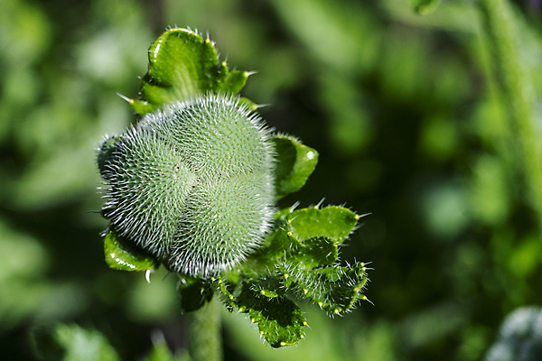 포토 JPG 해외이미지 식물 꽃 음식 줄기 백그라운드 잎 꽃무늬 밭 자연 건강 사람없음 야외 초록색 여름 환경 정원 봄 성장 벚꽃 흰색 신선 양귀비 녹색배경 내추럴 식용 해외포토 계절 컬러 무늬 농업 생태계 파일형식 이미지허브