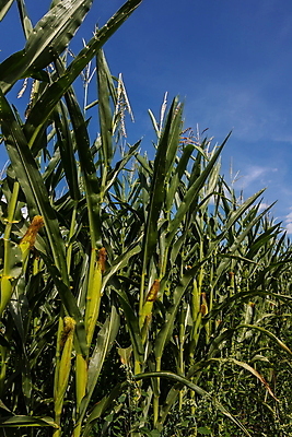 포토 JPG 해외이미지 식물 계절 음식 백그라운드 잎 밭 농업 다이어트 채소 자연 하늘 건강 옥수수 씨앗 사람없음 초록색 여름 농작물 태양 농장 노란색 환경 상점 활발 에너지 수확 성장 신선 황금 달콤 낟알 유기농 날것 비타민 내추럴 밭일 숙성 해외포토 자연요소 웰빙 산업 컬러 컨셉 곡류 맛 생태계 영양소 파일형식 이미지허브