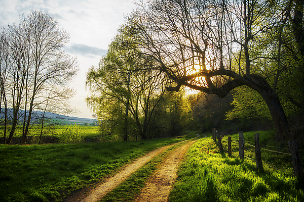 포토 JPG 해외이미지 나무 식물 계절 잎 벤치 자연 아침 날씨 휴가 휴식 그림자 풍경 초원 사람없음 야외 목재 초록색 물 여름 빛 강 햇빛 태양 뷰티 노란색 평화 환경 맑음 침묵 일몰 안개 광선 바위 시골 저녁 숲 뿌리 땅바닥 해외포토 주간 자연요소 컬러 컨셉 의자 재료 바닥 노을 소리 돌_바위 야간 생태계 파일형식 이미지허브