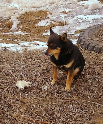 포토 JPG 해외이미지 동물 응시 행복 얼굴 포즈 장난 자연 주택 건강 사람없음 야외 반려동물 머리 검은색 기쁨 젖음 코트 양치기 닫기 개 강아지 닥스훈트 혀 코 귀 송곳니 외양간 경보 기르기 바보 섞기 해외포토 직업 시선 감정 컬러 포유류 모션 건물 신체부위 외투 입 치아 생태계 돌봄 파일형식 이미지허브