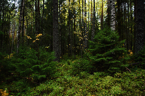 포토 JPG 해외이미지 나무 공원 유럽 여행 낙엽 잎 오렌지 자연 하늘 풍경 사람없음 야외 목재 빨간색 초록색 햇빛 노란색 맑음 덮개 가을 시골 소나무 황금 떨어짐 정상 혼합 저녁 숲 엉덩이 허브 블루베리 침엽수 전나무 자작나무 삼림지대 섞기 크랜베리 해외포토 식물 계절 공공시설 열매 나라 컬러 컨셉 과일 재료 날씨 신체부위 태양 뚜껑 야간 생태계 파일형식 이미지허브