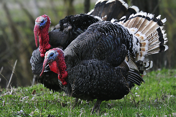 포토 JPG 해외이미지 동물 남자 야생동물 날개 자연 조류 수염 사람없음 야외 봄 게임 숲 깃털 꼬리 사냥 추수감사절 칠면조 해외포토 계절 기독교 놀이 사람 생태계 파일형식 이미지허브
