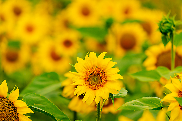 포토 JPG 해외이미지 주간 줄기 잎 꽃밭 해바라기 사람없음 야외 아웃포커스 꽃봉오리 해외포토 자연요소 식물 꽃 촬영기법 파일형식 이미지허브