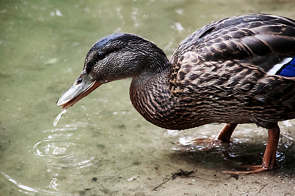 포토 JPG 해외이미지 동물 호수 물결 음료 야생동물 파도 발 자연 조류 오리 풍경 사람없음 야외 초록색 물 여름 강 모래사장 갈색 환경 깃털 부리 동물상 해외포토 자연요소 계절 바다 컬러 신체부위 조형물 생태계 파일형식 이미지허브