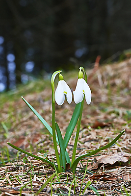 포토 JPG 해외이미지 꽃잎 꽃 잎 사람없음 아웃포커스 개화 스노드롭 해외포토 식물 촬영기법 파일형식 이미지허브