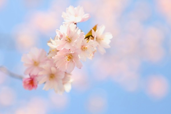 포토 JPG 해외이미지 나무 식물 디자인 꽃잎 꽃 아시아 문화 분홍색 백그라운드 꽃무늬 패턴 과일 자연 친절 새로움 미술 동양인 사람없음 빨간색 뷰티 일본 봄 벚꽃 흰색 나뭇가지 신선 개화 닫기 과수원 묘사 원예 부드러움 내추럴 해외포토 계절 나라 컬러 컨셉 무늬 농업 모션 문화예술 인종 취미 감각 생태계 파일형식 이미지허브