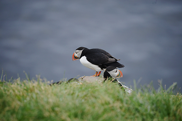 포토 JPG 해외이미지 주간 두마리 조류 사람없음 야외 아웃포커스 소프트포커스 퍼핀 해외포토 자연요소 동물 2 촬영기법 파일형식 이미지허브