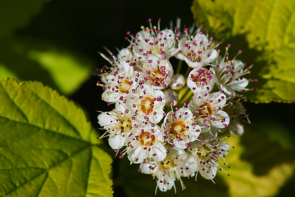 포토 JPG 해외이미지 나무 계절 꽃잎 꽃 자연 사람없음 야외 초록색 뷰티 봄 벚꽃 흰색 내추럴 플로리다 해외포토 식물 컬러 미국 생태계 파일형식 이미지허브