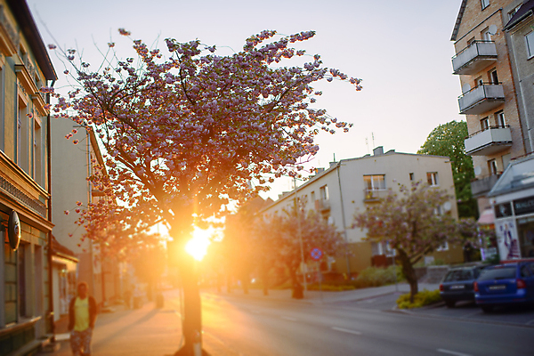 포토 JPG 해외이미지 나무 전통 계절 공원 꽃 아시아 도로 길 분홍색 백그라운드 꽃무늬 자연 거리 동양인 풍경 사람없음 빨간색 컬러풀 뷰티 정원 일본 봄 벚꽃 흰색 개화 체리 내추럴 해외포토 식물 공공시설 나라 컬러 무늬 과일 교통시설 인종 생태계 파일형식 이미지허브