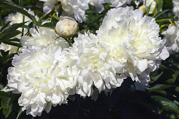 포토 JPG 해외이미지 식물 꽃잎 꽃 꽃다발 잎 꽃무늬 자연 3 사람없음 초록색 뷰티 정원 봄 벚꽃 흰색 신선 개화 큼 크림 원예 식물원 화단 솜털 내추럴 작약 해외포토 계절 컬러 무늬 취미 크기 생태계 파일형식 이미지허브