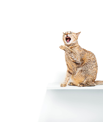 포토 JPG 해외이미지 동물 1 벽 백그라운드 포유류 놀이 사람없음 빨간색 반려동물 고양이 줄무늬 흰색 표현 호기심 얼룩무늬 생강 카피스페이스 해외포토 감정 컬러 컨셉 무늬 채소 공백 파일형식 이미지허브