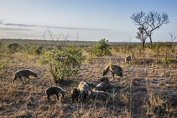 포토 JPG 해외이미지 동물 야생동물 포유류 가족 아프리카 자연 국립공원 웃음 사람없음 가로 점 그룹 보호 군중 사파리 남아프리카 보호구역 사바나 해외포토 공원 나라 컨셉 관계 표정 사람 생태계 구역 파일형식 이미지허브