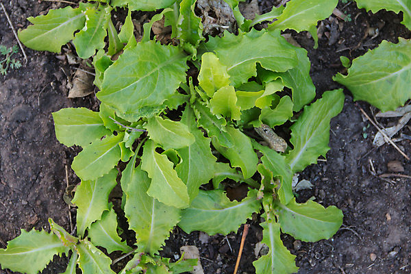 포토 JPG 해외이미지 식물 라이프스타일 음식 잎 밭 농업 다이어트 채소 재료 자연 건강 종류 사람없음 빨간색 초록색 농작물 농장 농경지 정원 샐러드 수확 성장 그룹 상추 유기농 내추럴 밭일 섞기 채식주의자 로메인상추 해외포토 웰빙 산업 컬러 생활 생태계 채식 파일형식 이미지허브