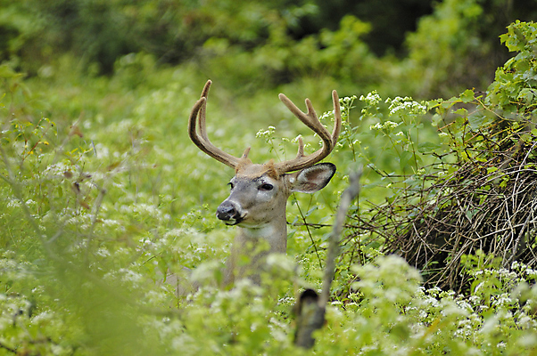 포토 JPG 해외이미지 동물 남자 야생동물 밭 포유류 자연 사슴 뿔 사람없음 야외 여름 달러 벨벳 해외포토 계절 돈 농업 사람 실크 생태계 파일형식 이미지허브