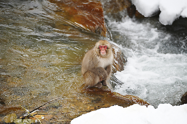포토 JPG 해외이미지 동물 공원 아시아 얼굴 야생동물 여행 겨울 포유류 자연 휴식 산 수영장 털 동양인 사람없음 물 일본 스파 목욕 봄 추위 원숭이 뜨거움 유인원 해외포토 자연요소 계절 공공시설 나라 컨셉 인종 신체부위 청결 생태계 파일형식 이미지허브