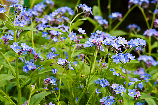 포토 JPG 해외이미지 식물 꽃잎 꽃 자연 사람없음 가로 초록색 파란색 정원 봄 벚꽃 묘사 해외포토 계절 컬러 생태계 파일형식 이미지허브