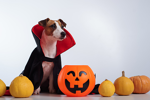 포토 JPG 해외이미지 호박 사람없음 반려동물 파티 할로윈 축하 개 망토 잭러셀테리어 잭오랜턴 해외포토 동물 컨셉 채소 포유류 이벤트 테리어 파일형식 이미지허브