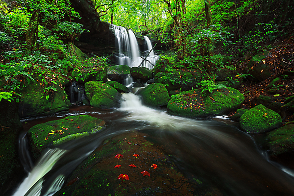 포토 JPG 해외이미지 나무 식물 계절 아시아 여행 잎 태국 자연 휴식 산 국립공원 이끼 동양인 사람없음 목재 초록색 물 강 여행객 환경 놀람 봄 폭포 젖음 신선 개울 숲 시원함 열대우림 순수 즐거움 천국 내추럴 삼림지대 해외포토 자연요소 공원 감정 나라 컬러 컨셉 재료 표정 사람 인종 생태계 파일형식 이미지허브