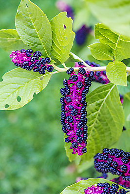 포토 JPG 해외이미지 식물 계절 공원 열매 꽃 줄기 백그라운드 잎 꽃무늬 과일 자연 사람없음 야외 초록색 여름 컬러풀 정원 보라색 성장 벚꽃 개화 닫기 제비꽃 내추럴 영원 해외포토 공공시설 컬러 무늬 모션 생태계 파일형식 이미지허브
