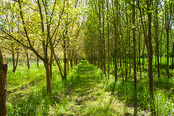 포토 JPG 해외이미지 나무 식물 공원 길 백그라운드 잎 자연 하늘 사람없음 야외 초록색 빛 뷰티 환경 정원 봄 숲 큼 내추럴 해외포토 계절 공공시설 컬러 크기 생태계 파일형식 이미지허브