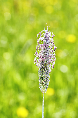 포토 JPG 해외이미지 식물 1 계절 꽃 줄기 자연 잔디 초원 사람없음 야외 세로 초록색 물 여름 노란색 보라색 봄 벚꽃 시골 개화 떨어짐 허브 묘사 싱글 해외포토 자연요소 컬러 컨셉 생태계 파일형식 이미지허브