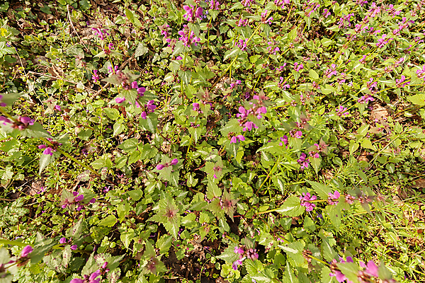 포토 JPG 해외이미지 식물 계절 꽃 백그라운드 잎 꽃무늬 패턴 밭 오렌지 자연 사람없음 야외 초록색 컬러풀 뷰티 노란색 정원 보라색 봄 들꽃 벚꽃 흰색 신선 내추럴 해외포토 컬러 무늬 농업 과일 생태계 파일형식 이미지허브