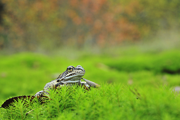 포토 JPG 해외이미지 동물 응시 야생동물 컨셉 잎 파충류 자연 종류 개구리 양서류 이끼 앉기 사람없음 초록색 컬러풀 갈색 머리 젖음 관찰 닫기 숲 작음 눈동자 싱글 생물학 두꺼비 내추럴 동물상 생태학 어려움 못생김 끈적임 해외포토 식물 시선 교육 컬러 모션 신체부위 조형물 눈_신체부위 크기 생태계 파일형식 이미지허브