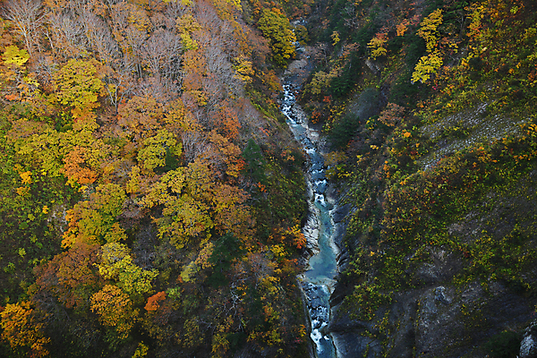 포토 JPG 해외이미지 나무 계절 공원 아시아 여행 백그라운드 잎 오렌지 자연 산 사람없음 야외 빨간색 강 컬러풀 뷰티 노란색 계곡 일본 숲 내추럴 해외포토 식물 공공시설 나라 컬러 과일 생태계 파일형식 이미지허브